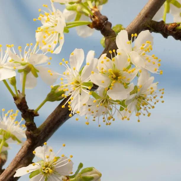 Coes Golden Drop Flowers