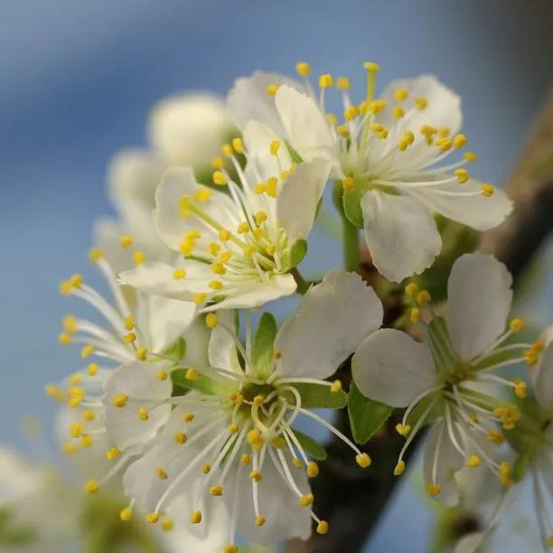 Coes Golden Drop Flowers