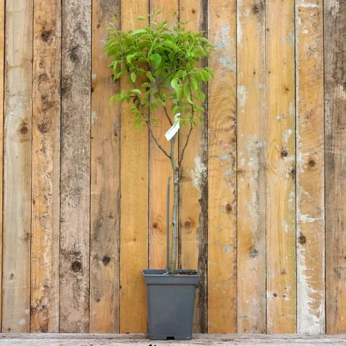 Comice Pear Bush Tree 10 Litre Pot