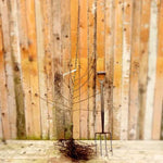 Bareroot Comice Pear Bush Tree