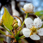 Comice Pear Tree Flowers