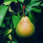 Comice Pear on the tree