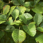 Common Alder Leaves
