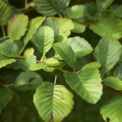 Native Common Alder hedge plant saplings showing distinctive serrated green leaves in natural sunlight