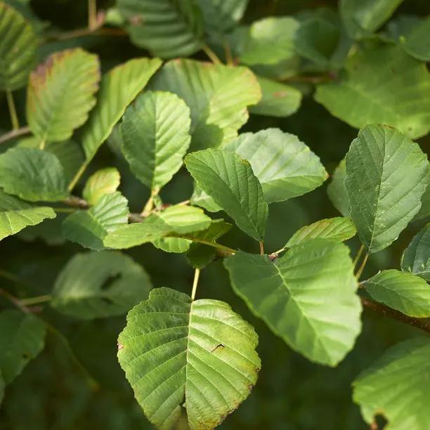 Common Alder Leaves