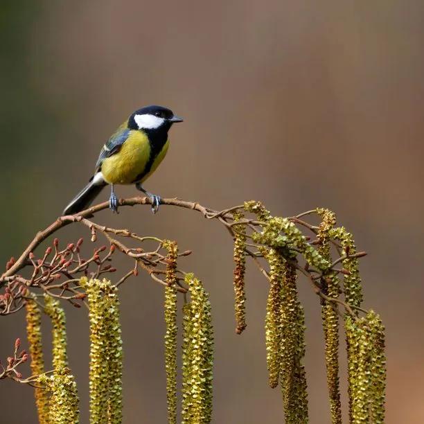 Common Alder catkins with Great Tit