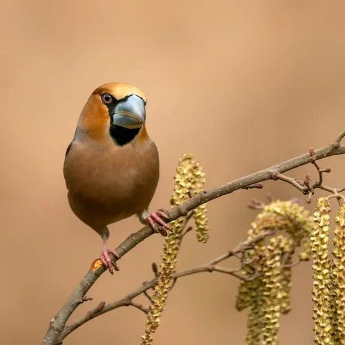 Common Alder Catkins in Spring with Bird perched on top