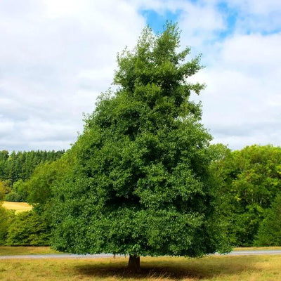 Mature Common Alder Tree during Summer