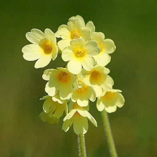 Common cowslip Flowers