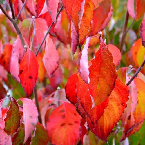 Common Dogwood Autumn Leaves