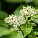 Common Dogwood Flowers