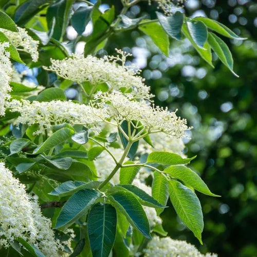 Common Elder Flowers