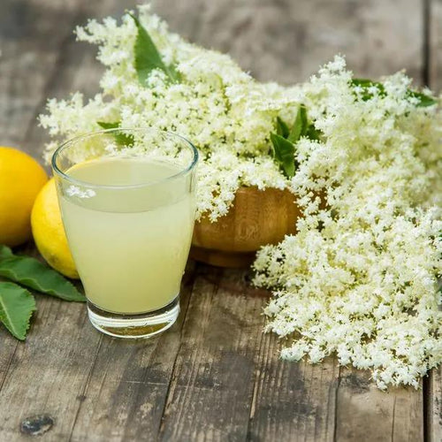 Common Elder Flowers