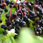 Common Elderberries on the bush