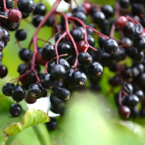 Common Elderberries on the bush