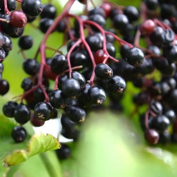 Common Elderberries on the bush