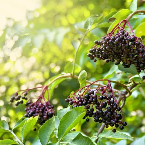 Common Elderberries on the bush