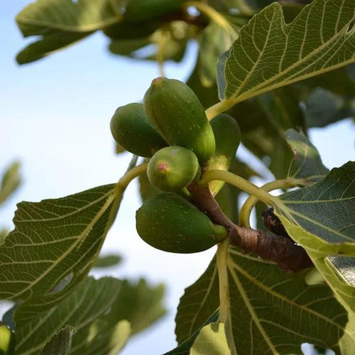 Common Figs ripening on the tree