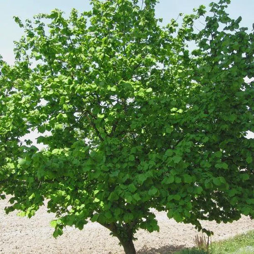 Mature Common Hazel tree