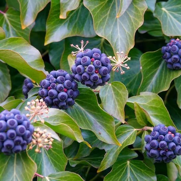 Common Ivy Berries