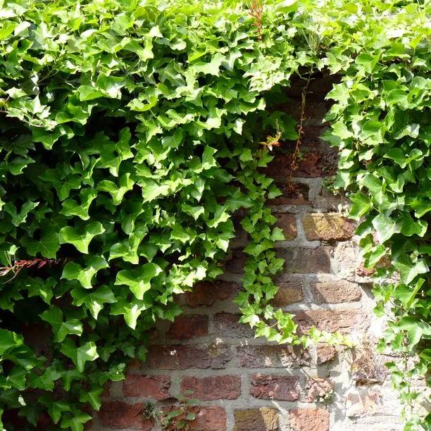 Common Ivy growing on a wall