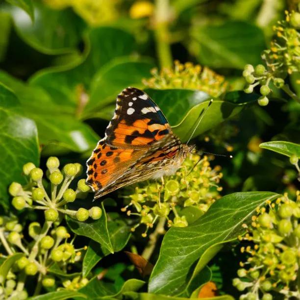 Common Ivy Flowers and Butterfly