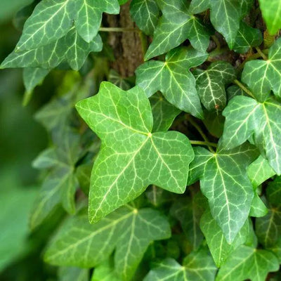 Common Green Ivy climber plant showing characteristic lobed green leaves with prominent white veining