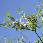 Common Osier Willow Leaves
