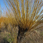 Mature pollarded Common Osier Willow