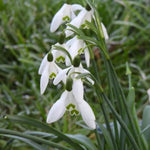 Common Snowdrop Flowers