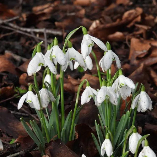 Common Snowdrops Flowering in the Woods
