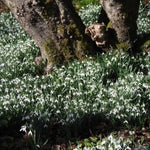 Common Snowdrops flowering Underneath woodland Trees