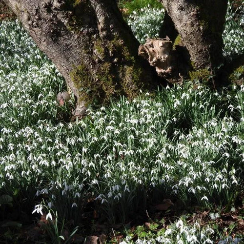 Common Snowdrops flowering Underneath woodland Trees