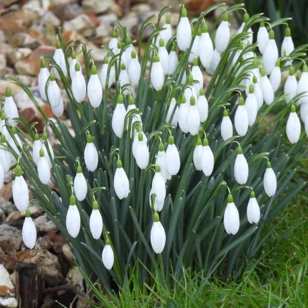 Common Snowdrop Flowers