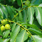 Common Walnut Leaves