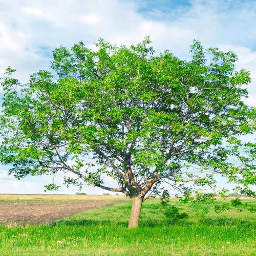 Mature Common Walnut tree