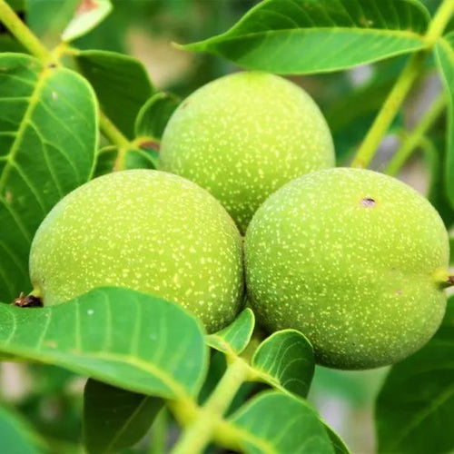 Ripening Common Walnuts on the tree