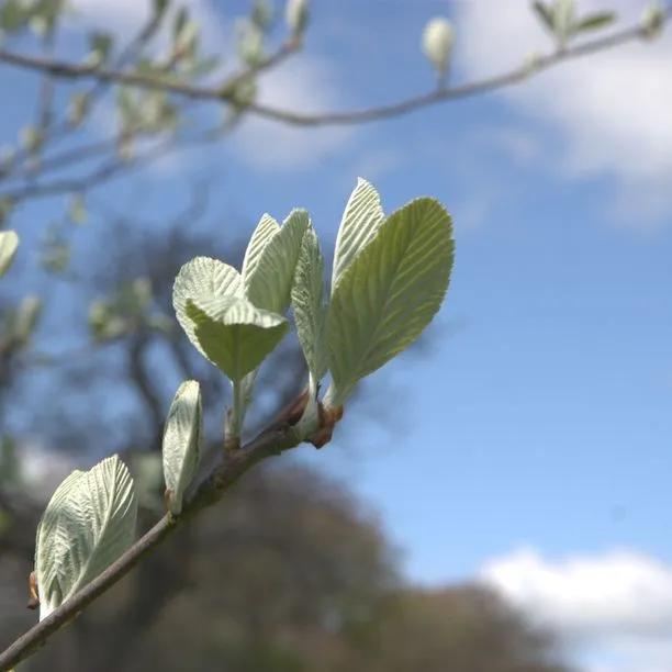 Common Whitebeam Leaves