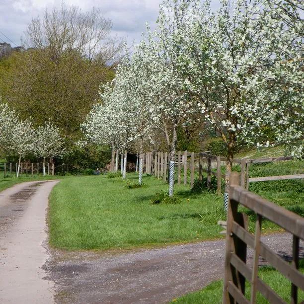 Mature Common Whitebeam Trees in spring