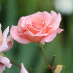 Compassion Climbing Rose Flowers