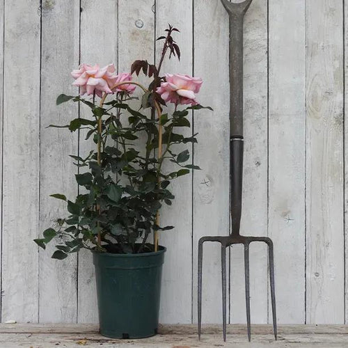 Potted Compassion Climbing Roses in flower