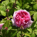 Comte de Chambord Rose Flowers