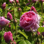 Comte de Chambord Rose Flowers