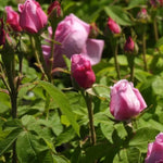 Comte de Chambord Rose Flowers