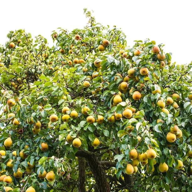 Concorde Pears on the tree