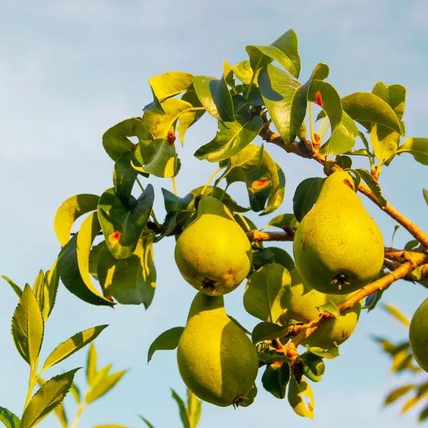 Concorde Pears on the tree