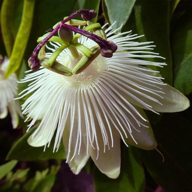 Constance Elliott Flower close up