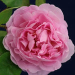 Constance Spry Climbing Rose Flowers