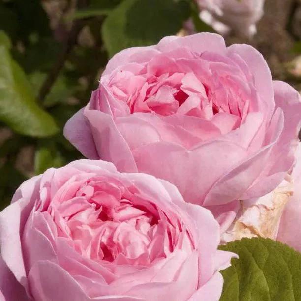 Constance Spry Climbing Rose Flowers