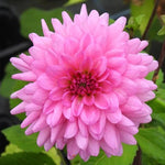 Cool Evening Dahlia Flowers